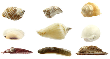 Collection of seashells isolated on white