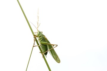 Tettigonia viridissima in the sky