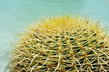 round cactus
