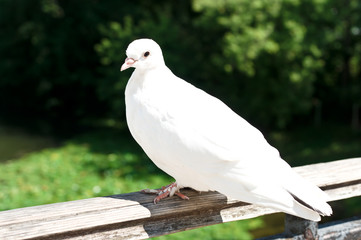 White Dove in Moscow, Russia