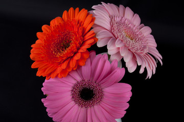 Bunte Gerberas