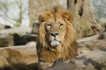 Lion d'asie surveille