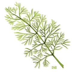 Fototapeta premium Dill Herb