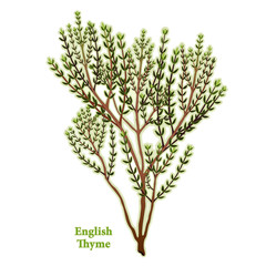 English Thyme Herb