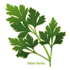 Italian Flat Leaf Parsley Herb