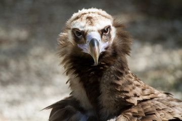 Vautour moine de face