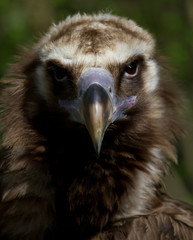 Regard de vautour moine