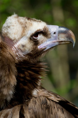 Vautour moine profil droit