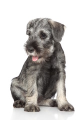 Standard schnauzer puppy