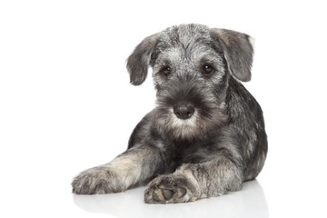 Standard schnauzer puppy on white