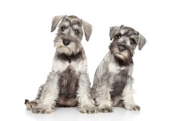Miniature schnauzer puppies on white background - obrazy, fototapety, plakaty