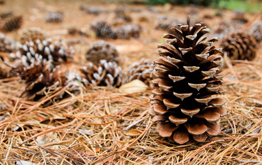 Pine Cones