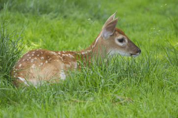 A Whitetail Deer Fawn in the grass