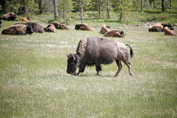 wildlife of baffalos in yellowstone nation park