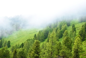 pine tree forest in a mist