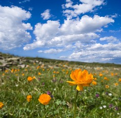 beautiful alpine meadow