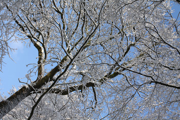 Winter - Wintereinbruch, Neuschnee