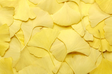 Naklejka premium ginkgo