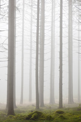 Forest with morning mist