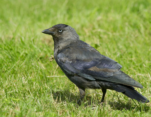 Jackdaw