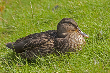 Kaczka © Henryk Olszewski