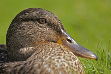 kaczka © Henryk Olszewski