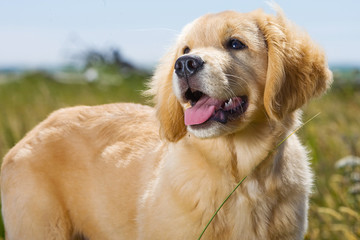 Golden Retriever Puppy outside