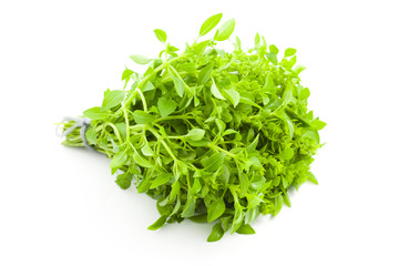 Obraz na płótnie Canvas Fres Basil / spice herb on white background