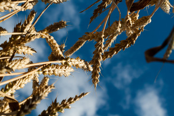Wheat plant with a blue sky in background