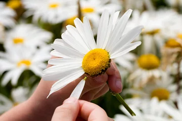 Photo sur Aluminium Marguerites Picking Petals of a daisy