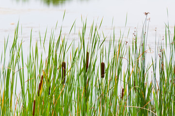 Fototapeta Flowering reed and bulrush next to the water surface obraz