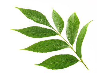 Green leaves isolated on white