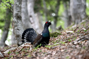 coq de bruyere © Jarlan