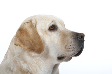 t&ecirc;te de labrador de profil