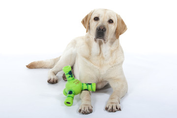 labrador adulte et son jouet - retriever playing