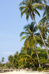 Obraz premium Tropical beach with palm trees on the sand near the sea.