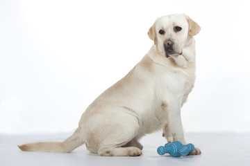 labrador adulte de profil avec son jouet