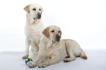 Obraz premium deux labradors à l'allure digne
