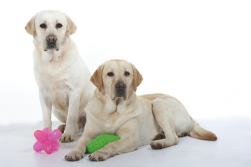 deux labradors et leurs jouets