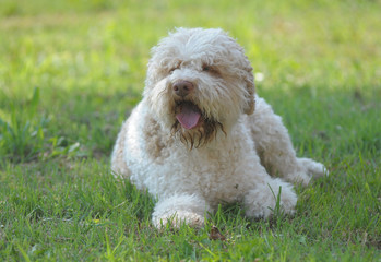 LAGOTTO.
