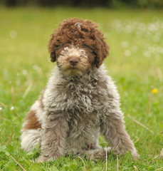 LAGOTTO, 3 MESI.