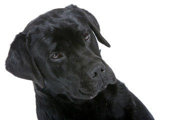 air intrigué du labrador en gros plan