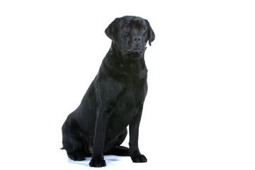 labrador noir assis de trois quart