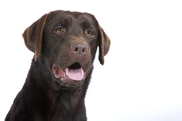 portrait de labrador chocolat