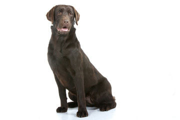 Obraz premium labrador chocolat assis