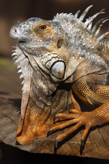 Grüner Leguan (braunes Exemplar)