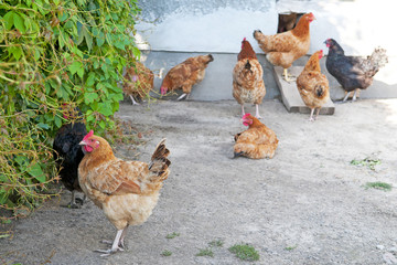 Poultry at the farm