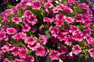 Pink petunia