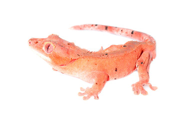 Naklejka premium crested gecko