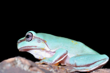 tree frog